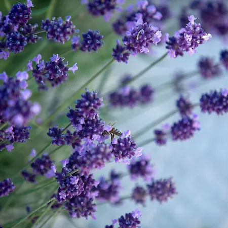 Boo Premium Living * Tsoukaládhes