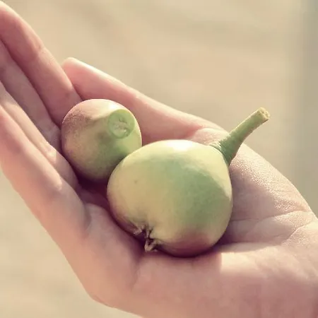 וילה Boo Premium Living