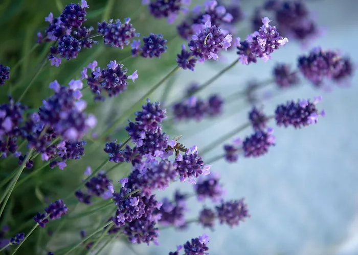 Boo Premium Living * Tsoukaladhes