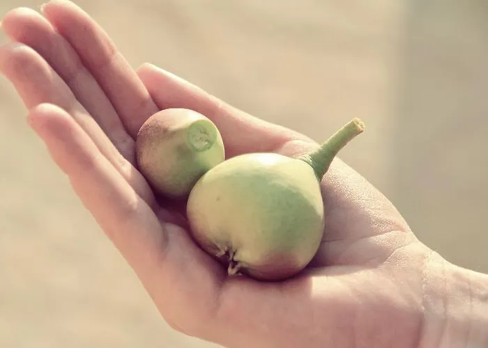 Villa Boo Premium Living